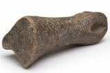 Ornithomimid (Struthiomimus) Toe Bone - Montana #235560-1